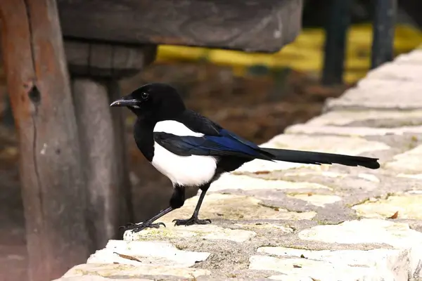 hayvanat bahçesinde siyah kuş