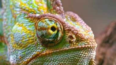 7 Ocak 2025: Güzel bukalemun