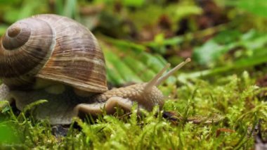 7 Ocak 2025: Salyangoz yürüyor