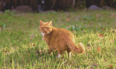 16 Ocak 2025: Sevimli sarı kedi