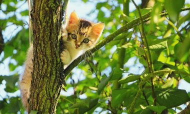 Şirin ve sevimli kedi yavrusu uzun ağacı fethediyor.