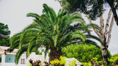 Nefes kesici ve çarpıcı bir manzara. Zarif bir şekilde, sakin tropikal bir ortamda, tatlı yeşilliklerle çevrili palmiye ağaçları.