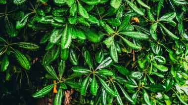 Parlak yeşil yaprakların büyüleyici yakın görüntüsü yemyeşil bir bahçede çiğ tanesiyle güzel bir şekilde parlıyor.