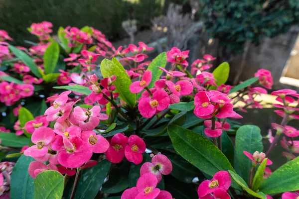 Huzurlu ve huzurlu bir bahçe ortamında, yemyeşil yaprakların arasında güzel pembe çiçek demetleri açar.