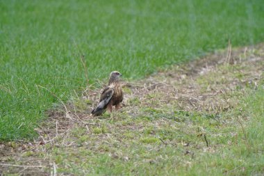 A majestic bird of prey stands in a grassy field, its sharp gaze surveying the surroundings. With its brown feathers blending into the natural habitat, this raptor embodies the beauty and strength of wildlife in a rural setting. clipart