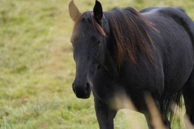 Yelesi biraz kahverengi olan parlak siyah bir at çimenli bir tarlada zarifçe duruyor. Sakin tavrı ve zarif yapısı kırsal doğanın dingin cazibesini yakalar..