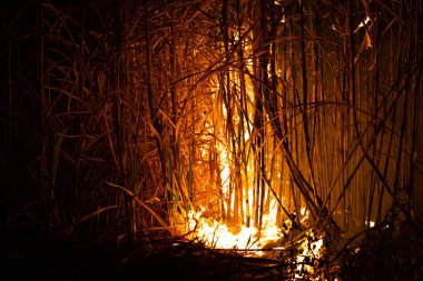 Sugar cane is burned to remove the outer leaves around the stalks before harvesting