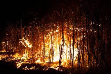 Sugar cane is burned to remove the outer leaves around the stalks before harvesting