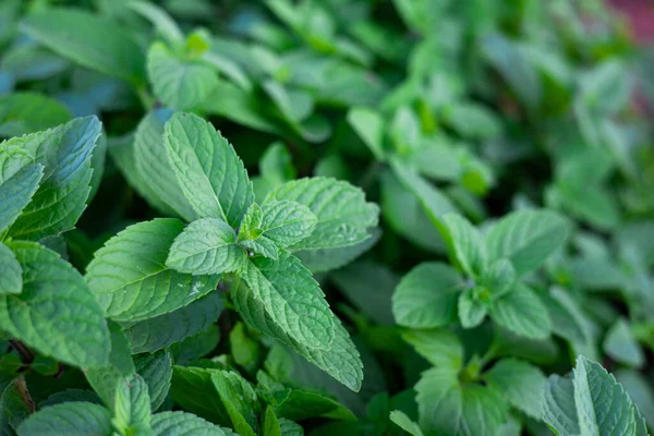 Peppermint natural herbal part of the herbal used in traditional thai medicine. Nature green leaf clover background