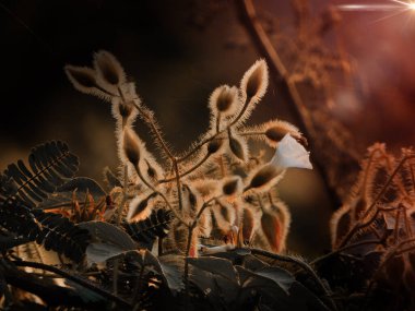 Ormandaki güzel sarmaşığın tomurcukları ve çiçekleri