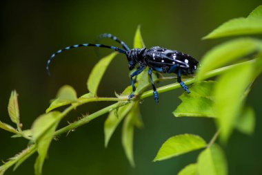 Yakın plan - bir ağaç dalında mavi bir yaprağın üzerinde oturan siyah bir böceğin (ceratnis ceratops).