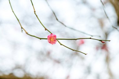 , arka plan, güzel, güzellik, çiçek, çiçek, mavi, botanik, dal, kiraz, yakın plan, renk, çiçek, çiçek, çiçek, taze, bahçe, yeşil, yaprak, doğal, doğa, pembe, bitki, mevsim, gökyüzü, bahar, yaz, ağaç, beyaz, tomurcuk, renkli