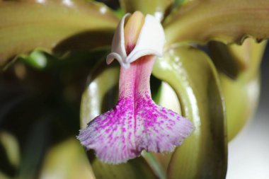 Yapraklarını gösteren yeşil ve eflatun bir orkide.