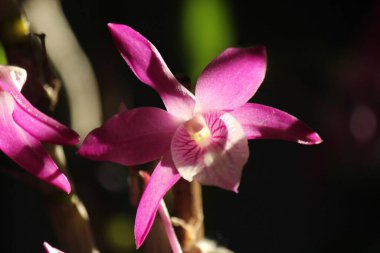 Sapına dizayn edilmiş pembe orkide.