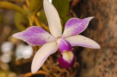 Güzel leylak ve beyaz orkide. Arkaplanı bulanık..