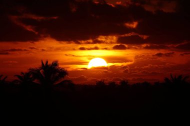 Öğleden sonra, bir tepenin tepesinden gün batımı, Hindistan cevizi ağaçlarıyla çizili ufuk çizgisi ile çekildi. Arkaplanda bulutlar oluştu..