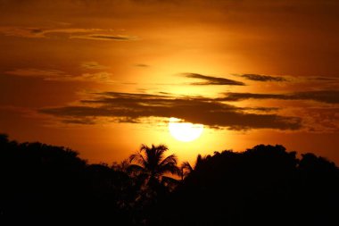 Gün batımı ufuk çizgisinin ötesinden inen bulutlarla kaplıydı. Orman görüntünün temelini oluşturuyordu..