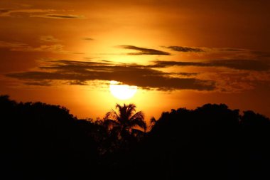 Gün batımı ufuk çizgisinin ötesinden inen bulutlarla kaplıydı. Orman görüntünün temelini oluşturuyordu..