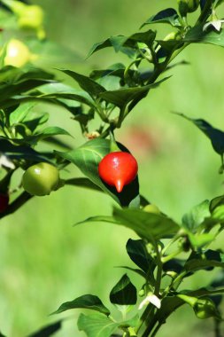 Güçlü yaz güneşinin altında, bulanık yeşil bir arka planla bir dalda nefis olgun bikinho biberi..