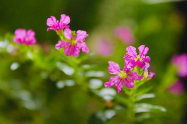 güzel pembe bahçe çiçekleri