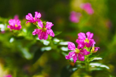 Baharda pembe renkli bahçe çiçeği, çevreyi bulanık beyaz arka planla süsleme, romantik, Anneler Günü, Sevgililer Günü