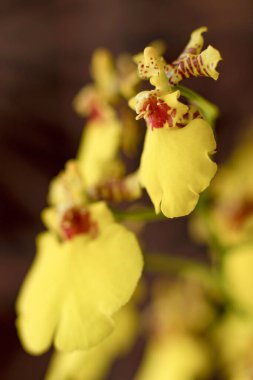 Bahçedeki güzel orkide çiçekleri, bulanık kahverengi arkaplanlı, makro fotoğrafçılıktaki coşkularını gösteriyor.