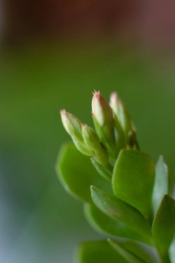 Pembe çiçek tomurcukları, çiçek açan çiçekler, pembeli yeşil, bahçeyi süsleyen, güzel bir arka plan.
