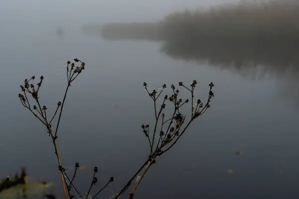 Nehir yüzeyinin arka planında kurumuş bir çiçek dalı örümcek ağıyla örülmüş, örümcek ağının ipliklerinde donmuş çiy damlaları. Uzakta, kamışlardan yapılmış sis bulutu var..