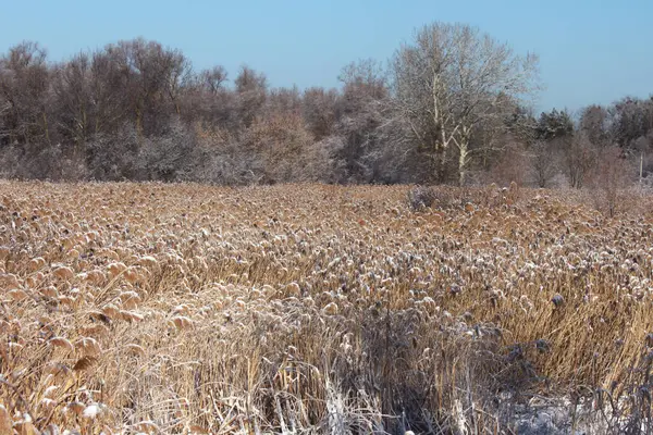 Altın bir tarla, kuru sazlıklar arazinin büyük bir kısmına yayılmıştı. Bir kış günü, kar sazlıkların ve ağaç dallarının kabarık püsküllerinin tozunu aldı..