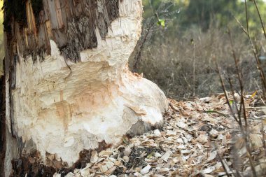 a beaver whittled down half the diameter of a thick tree trunk. a pile of fresh sawdust scattered on the ground clipart