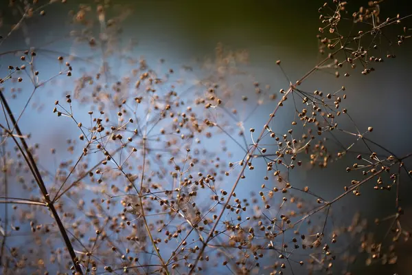 Uzun kuru çimenlerin üzerinde olgunlaşmış tohumlu altın pedler. makro ve bulanıklık doğal bir soyutlama yaratır
