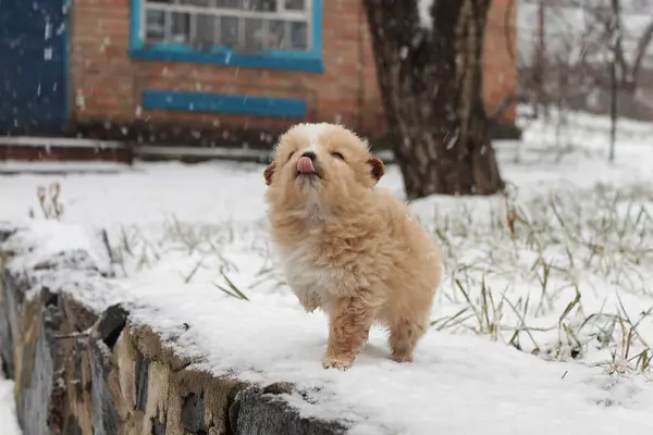 Komik, oynak bir köpek yavrusu diliyle gökyüzünden uçan kar tanelerini yakalıyor. Hafif karlı kış günü