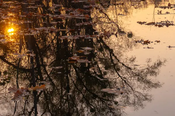 Gölün yüzeyine düşen yapraklar günbatımı ışınlarındaki dalların yansımasına karşı hoş bir soyutlama oluşturur.