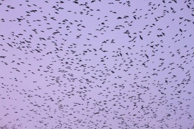 Koca bir kaleci kuş sürüsü gökyüzünde kara bir bulut gibi çırpınıyor.