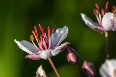 Çiğ taneleriyle kaplı narin beyaz yapraklar kırmızı çam çiçekleri ve erkek organlarıyla uyumlu bir şekilde birleşir.