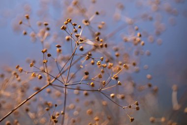 Mavi arkaplanda kuru bitki tohumları