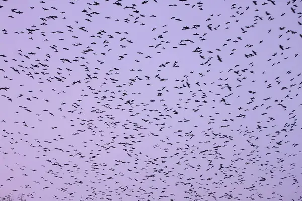 Koca bir kaleci kuş sürüsü gökyüzünde kara bir bulut gibi çırpınıyor.