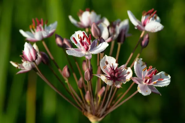 Sahildeki bataklık çiçeklerinin muhteşem cilvesi bulanık yeşil bir arkaplan üzerine kapanır.