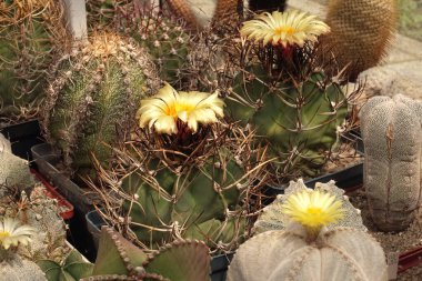 Kaktüslerden oluşan bir koleksiyonda ince ipek çiçeklerle büyük kaba dikenlerin birleşimi.