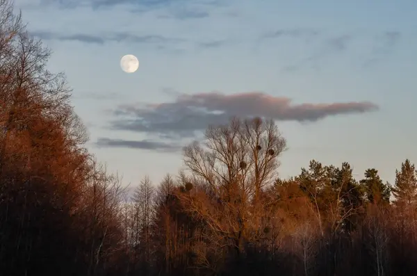 Günbatımında asılı bir ay topu çıplak kış dallarının üzerinde.