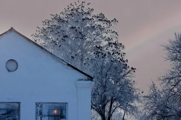 Beyaz binanın yakınındaki donmuş beyaz ağaçtaki siyah kuş sürüsü.