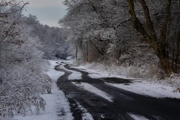Karlı, dolambaçlı yol, kar beyazı ormandaki siyah izlere dönüşür.