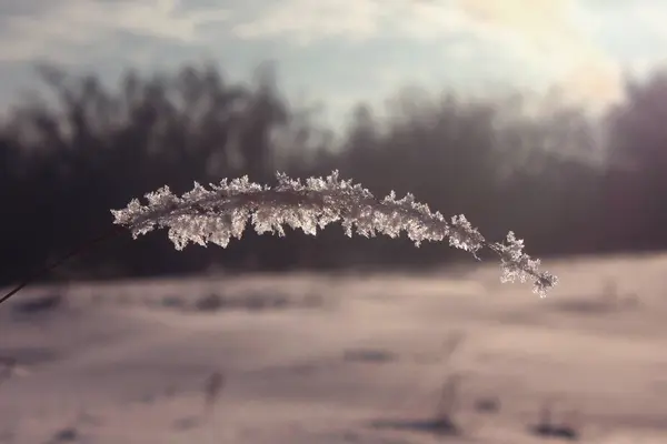 Büyük buz kristalleriyle kaplı esnek bir ot yaprağı. Bokeh
