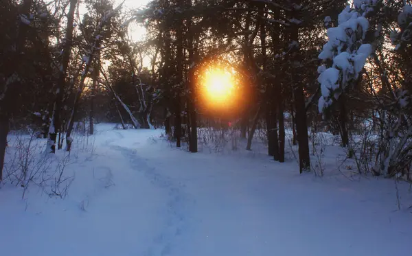 Ağaçların arasında kızıl bir güneş topu kardaki bir yolda parlıyor..