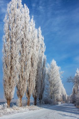 Mavi gökyüzüne karşı yol boyunca buzla kaplanmış beyaz selvi ağaçları.