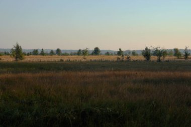 Ender bulunan genç ağaçlar ve yemyeşil kuru otlar ile sonsuz düz bozkır.