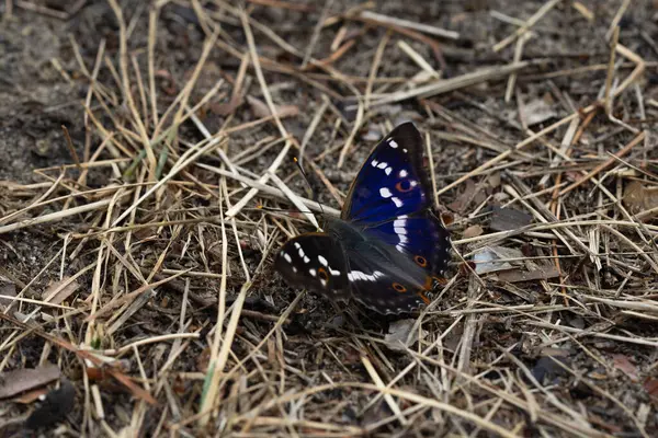 siyah mor kadife kelebek yerde kuru çimlere kanatlar serpiştirdi.