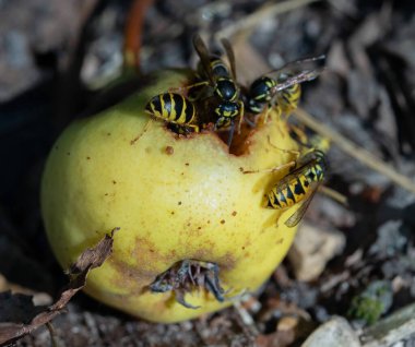 Wild striped wasps gnaw on a yellow rotten apple that has fallen to the ground, close-up