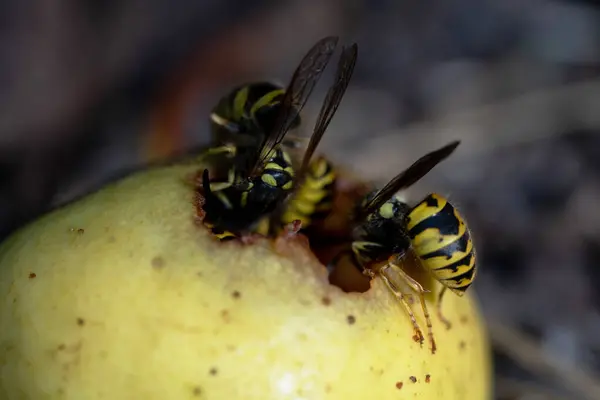 Wild striped wasps gnaw on a yellow rotten apple that has fallen to the ground, very close-up, macro