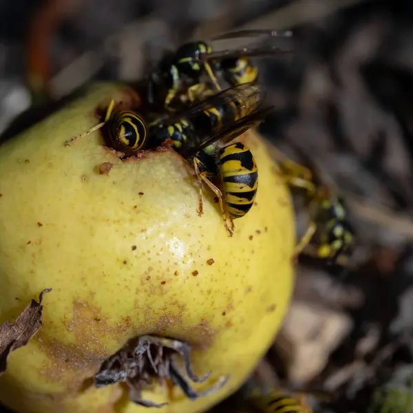 Wild striped wasps gnaw on a yellow rotten apple that has fallen to the ground, very close-up